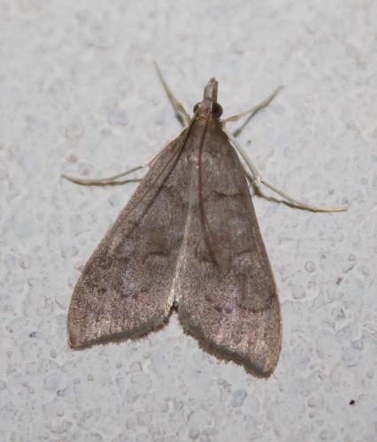 Réf. 218 646 : Mecyna asinalis